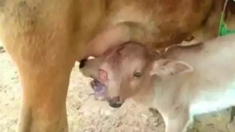 चमत्कार- ‘गाय ने दो सिर और चार आंख वाले बछड़े को दिया जन्म’