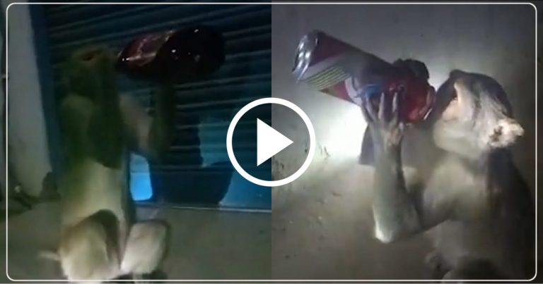 शराबी बंदर का वीडियो हुआ वायरल, लोगो से चीन कर पी लेता है शराब