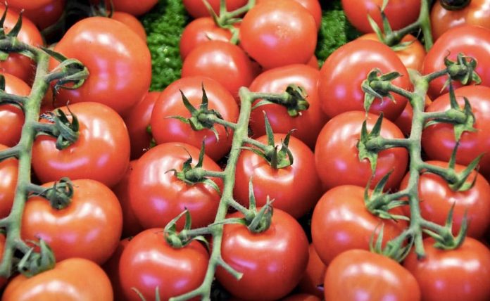 Tomato Price In India